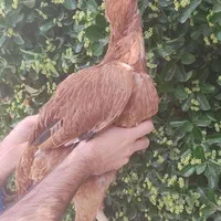 خروس و مرغ اصیل لاری شیراز|حیوانات مزرعه|مشهد, امام رضا (ع)|دیوار