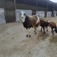 بروجروی پلنگی قوچ شیشک