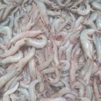میگو سرتیز تازه صیدروز