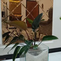 گل آکواریمی
