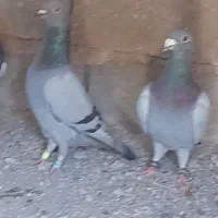 سبز مسافتی سه عدد دوتا نر یک ماده