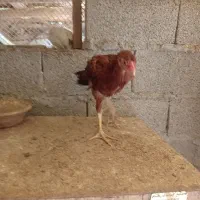 جوجه لاری چهار ماهه زیر قیمت|حیوانات مزرعه|کوچصفهان, |دیوار