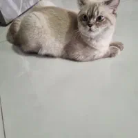 گربه بریتیش ۵ ماهه