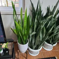 فروش گل خانگی|گل و گیاه طبیعی|رودبنه, |دیوار