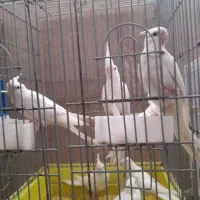 عروس هلندی آلبینو