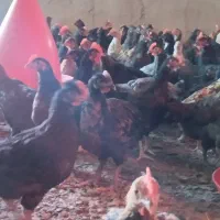 جوجه محلی|حیوانات مزرعه|مرودشت, محمد آباد|دیوار