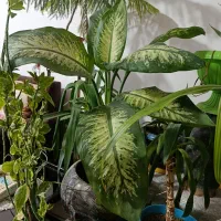 گل و گیاه طبیعی|گل و گیاه طبیعی|کرج, خرمدشت|دیوار