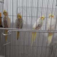 عروس هلندی جوجه