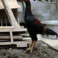 ۱ عدد مرغ محلی و ۱ عدد خروس لاری