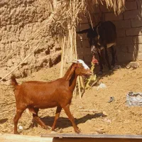 بز دوقلوزا اوست شیرا