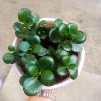 فوروش گل های شاداب