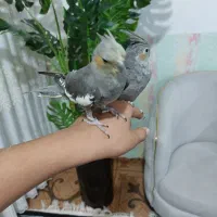 دوعدد عروس هلندی جفت و دستی