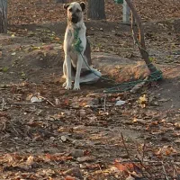 واگذاری ماده8ماهه گلهای نگهبان نسل‌کشی درجه یک