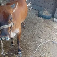 گاو ماده داشتی