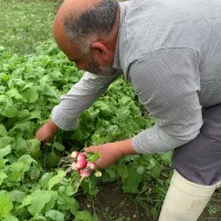 کود گاوی|خدمات باغبانی و درختکاری|گرگان, |دیوار