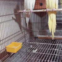 فروش چندین پرنده زینتی عروس و ۰۰۰ همه با کیفیت|پرنده|بندرعباس, |دیوار