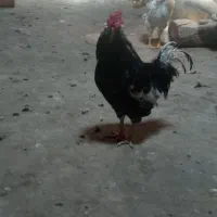 خروس چهل تاج