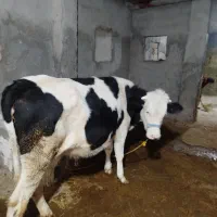 گوساله سیمنتال صنعتی دوماه ابست هیکل درشت مفت