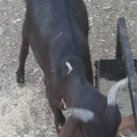 یک بز هلندی آبستن|حیوانات مزرعه|ملکشاهی, |دیوار