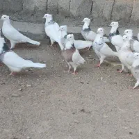 کبوتر توقی نسل دار|پرنده|دیواندره, |دیوار