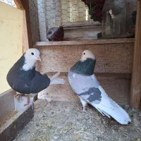 کبوتر پرشی|حیوانات|کاشان, فاز ۲ ناجی آباد|دیوار