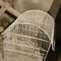 قفس عروس هلندی|لوازم جانبی حیوانات|آذرشهر, |دیوار