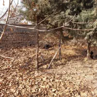 بوقلمون ماده