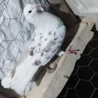 کبوتر پرشی ساعتی درجه یک