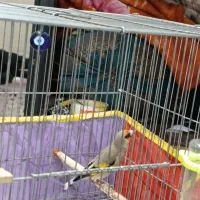 سهره سقا نر|پرنده|کرمان, |دیوار