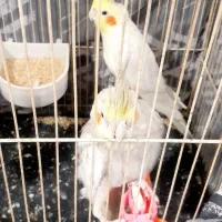 عروس جفت مولد و ماده