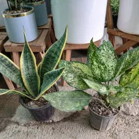 تخفیف ویژه به مناسبت روز مادر