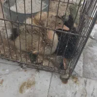 ۳ تا اردک