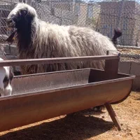 قوچ کر میش رون