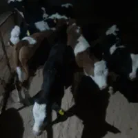 تعدادی گوساله