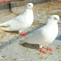 کبوتر سفید کاکُلی نوک ریز