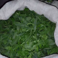 فعال بورک باسوزی|فعالیت داوطلبانه|زابل, |دیوار