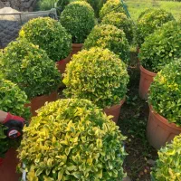 کارگردرگل فروشی