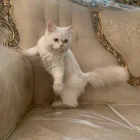 گربه اسکاتیش بازیگوش زیبا|گربه|مشهد, کوشش|دیوار