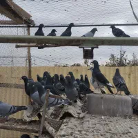 کبوتر دوبر ۳۴تا