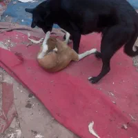 سگ نگهبان|سگ|تهران, فلاح|دیوار