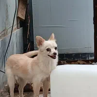 واگذاری سگ پامر