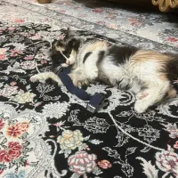 بچه گربه ماده