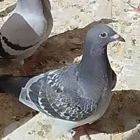 کبوتر گمشده|حیوانات|سبزوار, ایزی شهر|دیوار