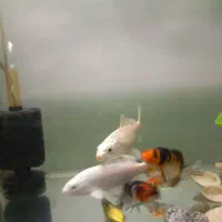 ماهی کوی نژاد دار|ماهی|کرج, فاز ۳ مهرشهر|دیوار