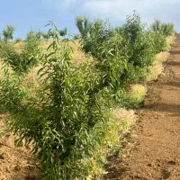 خدمات تخصصی و حرفه ای باغبانی وفضای سبز