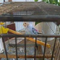 مرغ عشق نر|پرنده|تهران, بیسیم|دیوار