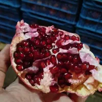 انار صادراتی ساوه|خوردنی و آشامیدنی|رشت, بوسار|دیوار