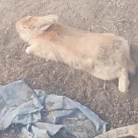 خرگوش|موش و خرگوش|اصفهان, براآن شمالی|دیوار