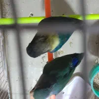 یک جفت کوتوله به شرط تخم جوجه|پرنده|تربت جام, کشتارگاه|دیوار