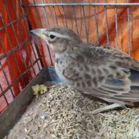 جوجه سهره قناری|پرنده|اردبیل, |دیوار